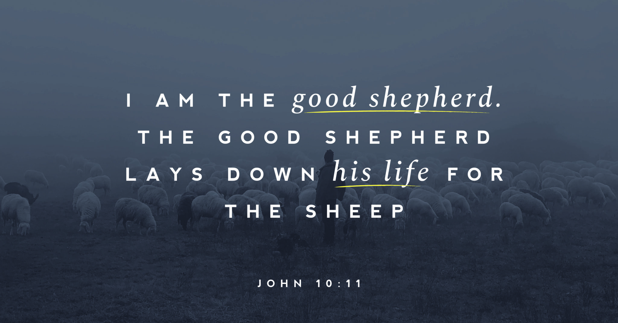 A picture of sheep with text overtop that reads, "I am the good shephered. THe good shepherd lays down his life for the sheep" (John 10:11).