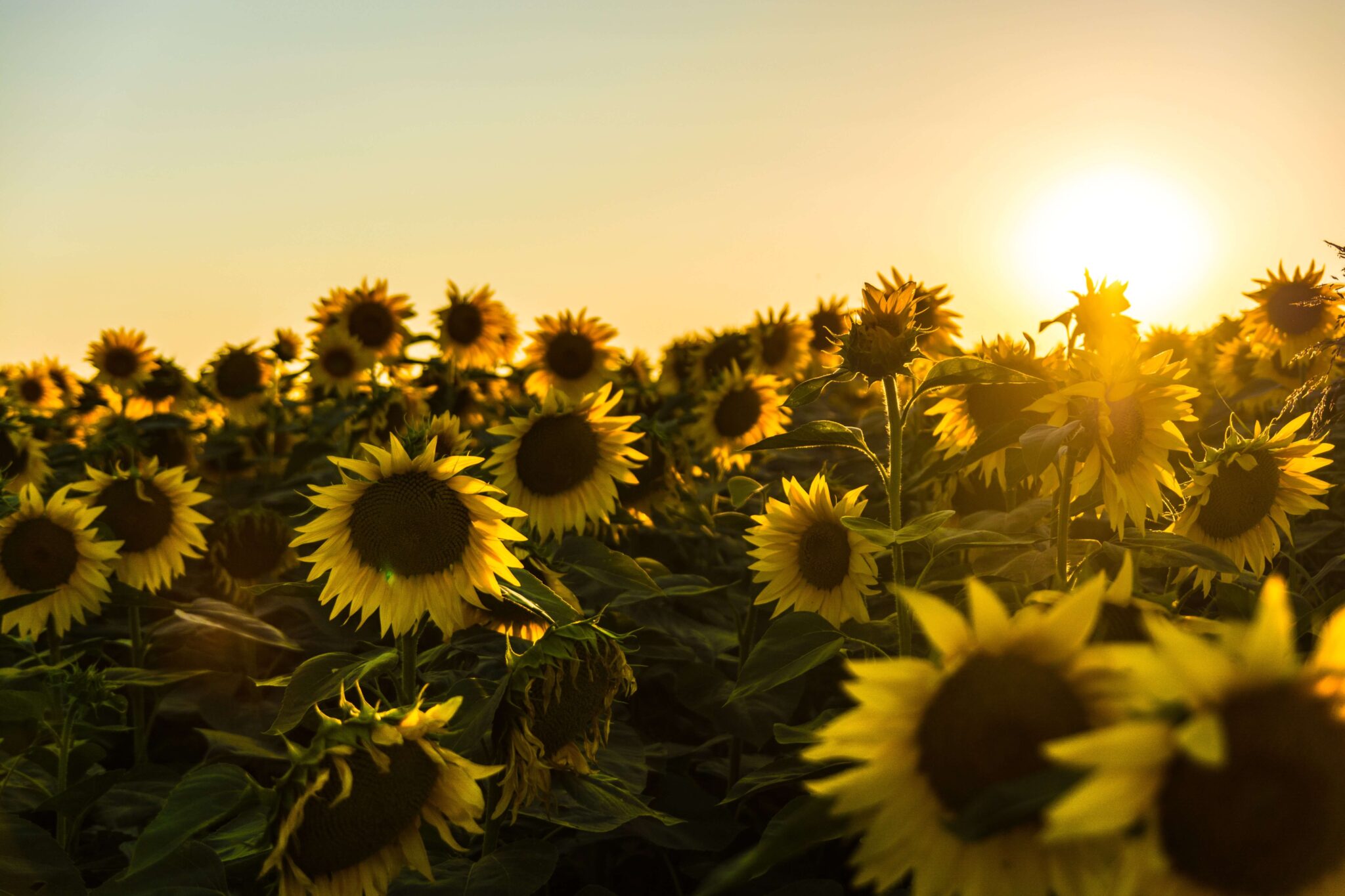 A field of sunflowers with the sun setting behind it.