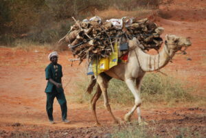 Man and camel in Niger