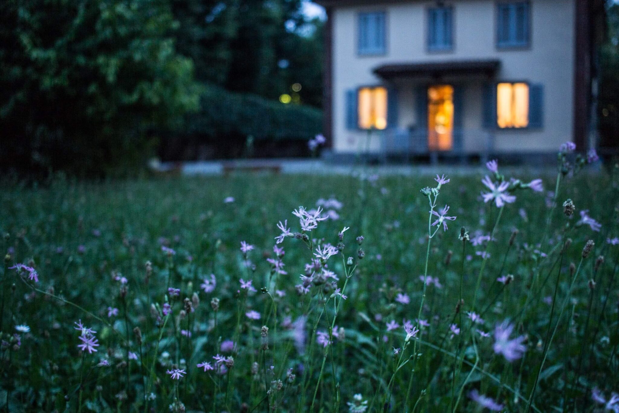 A house at dusk with a front yard full of wildflowers. The lights are on in the house, and the house seems to be very safe.