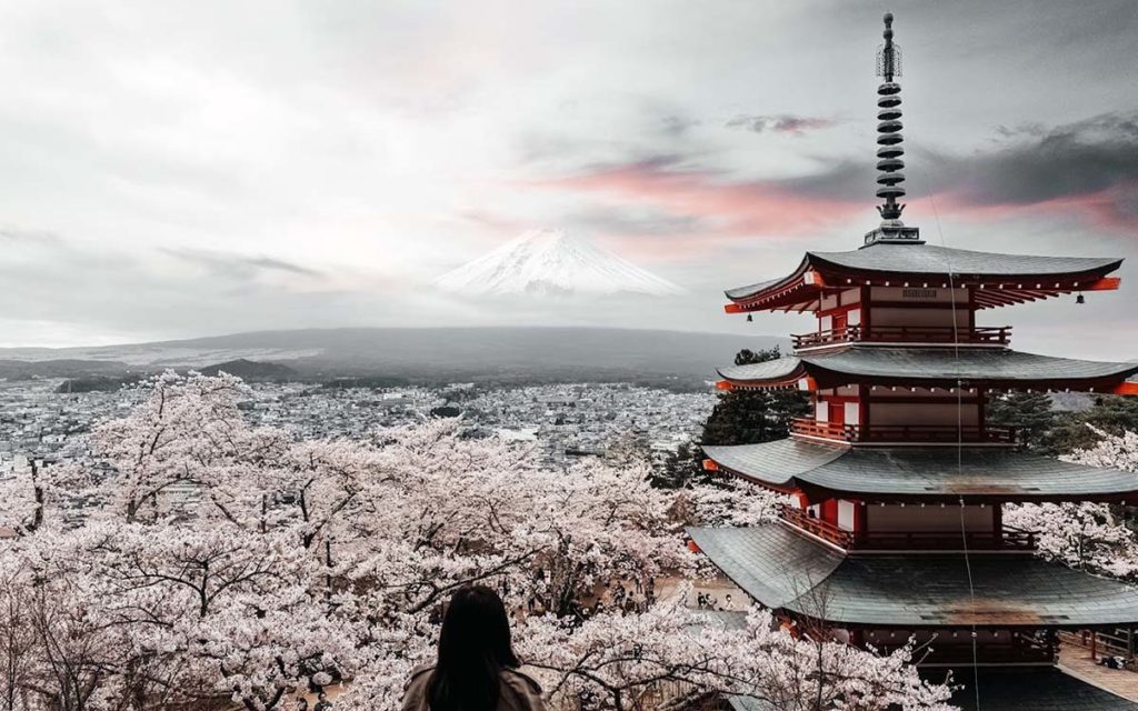 A Japanese Pagoda with cherry blossoms all around.