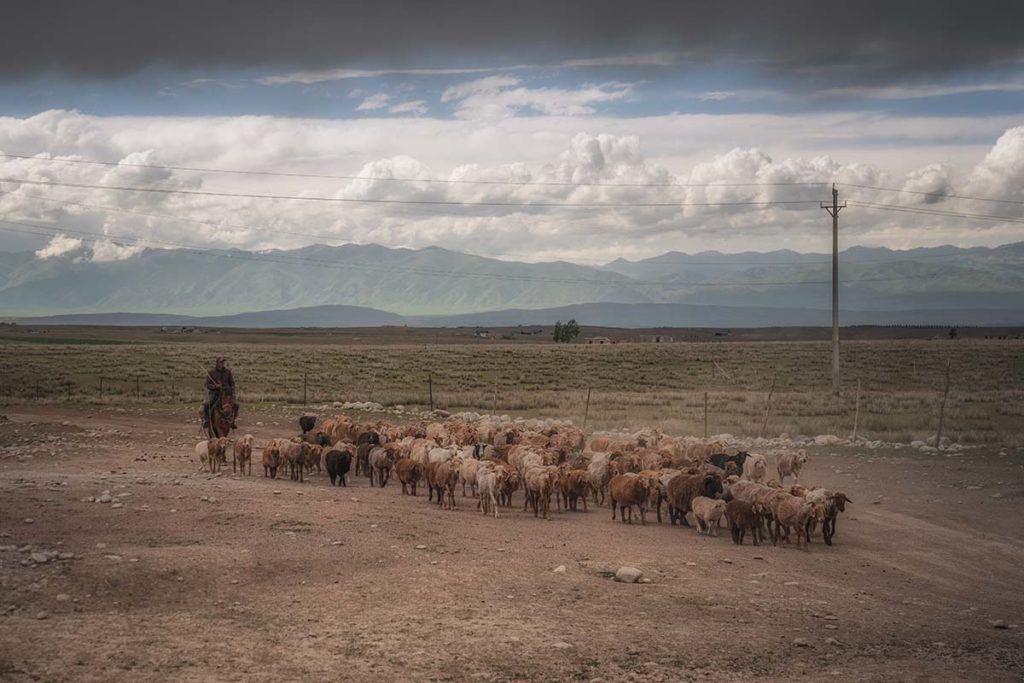A shepherd drives a large flock of sheep in a field. The background is tall mountains against a cloudy sky..